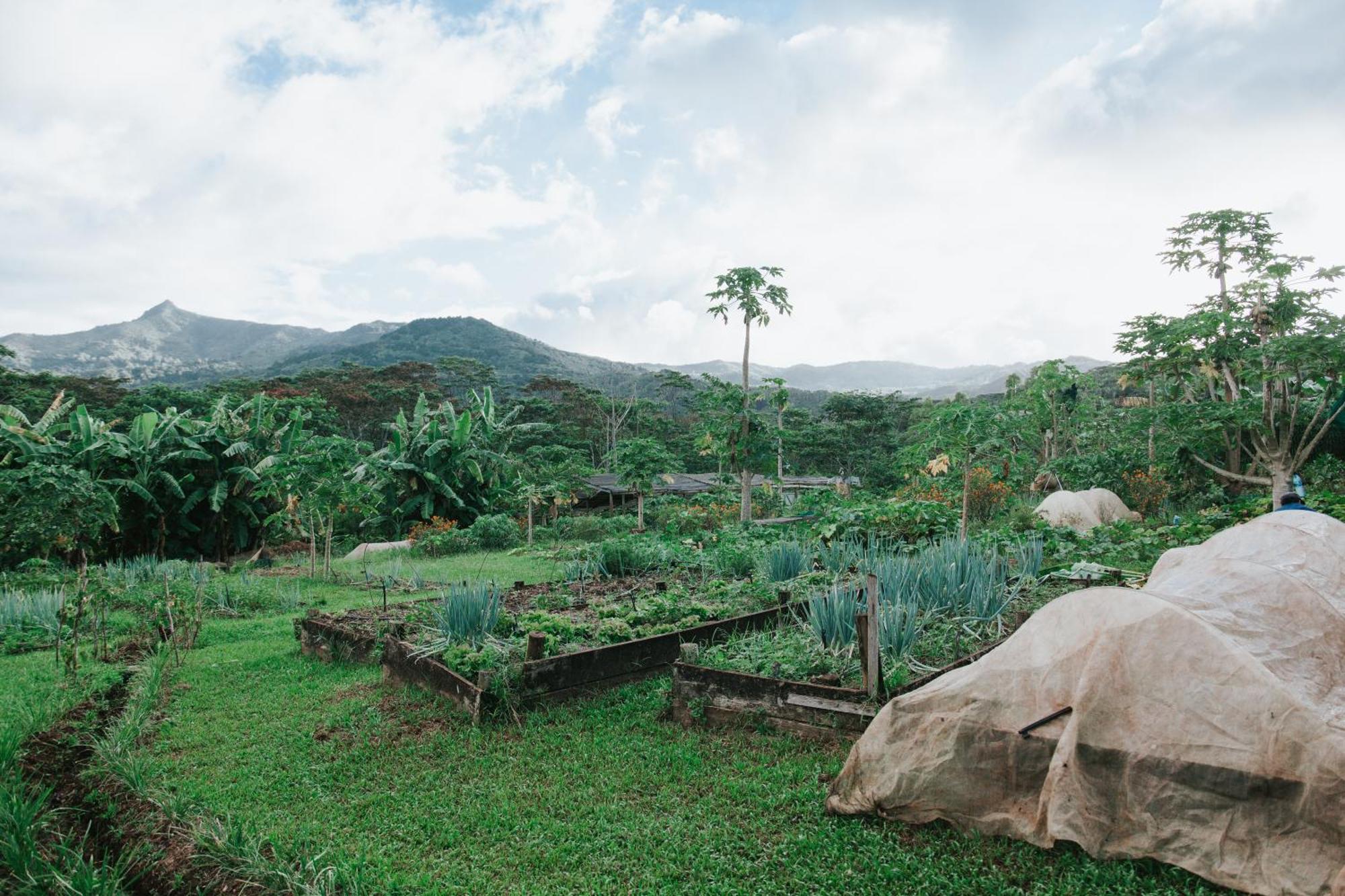 La Vieille Cheminee, Tropical Farm & Eco-Lodges Chamarel Dış mekan fotoğraf