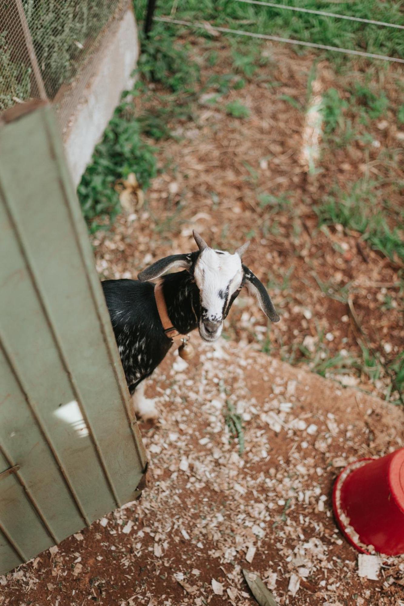 La Vieille Cheminee, Tropical Farm & Eco-Lodges Chamarel Dış mekan fotoğraf