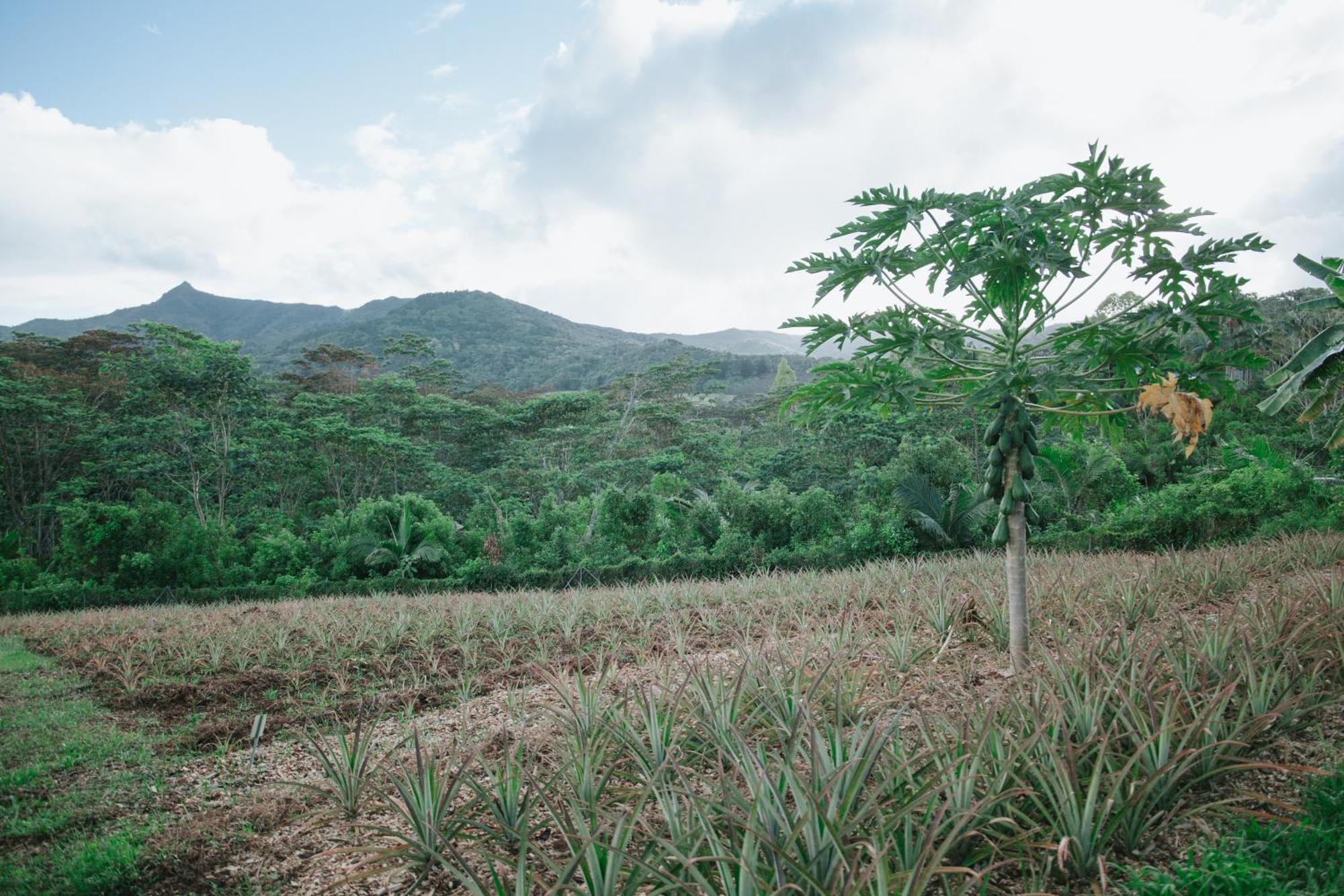 La Vieille Cheminee, Tropical Farm & Eco-Lodges Chamarel Dış mekan fotoğraf