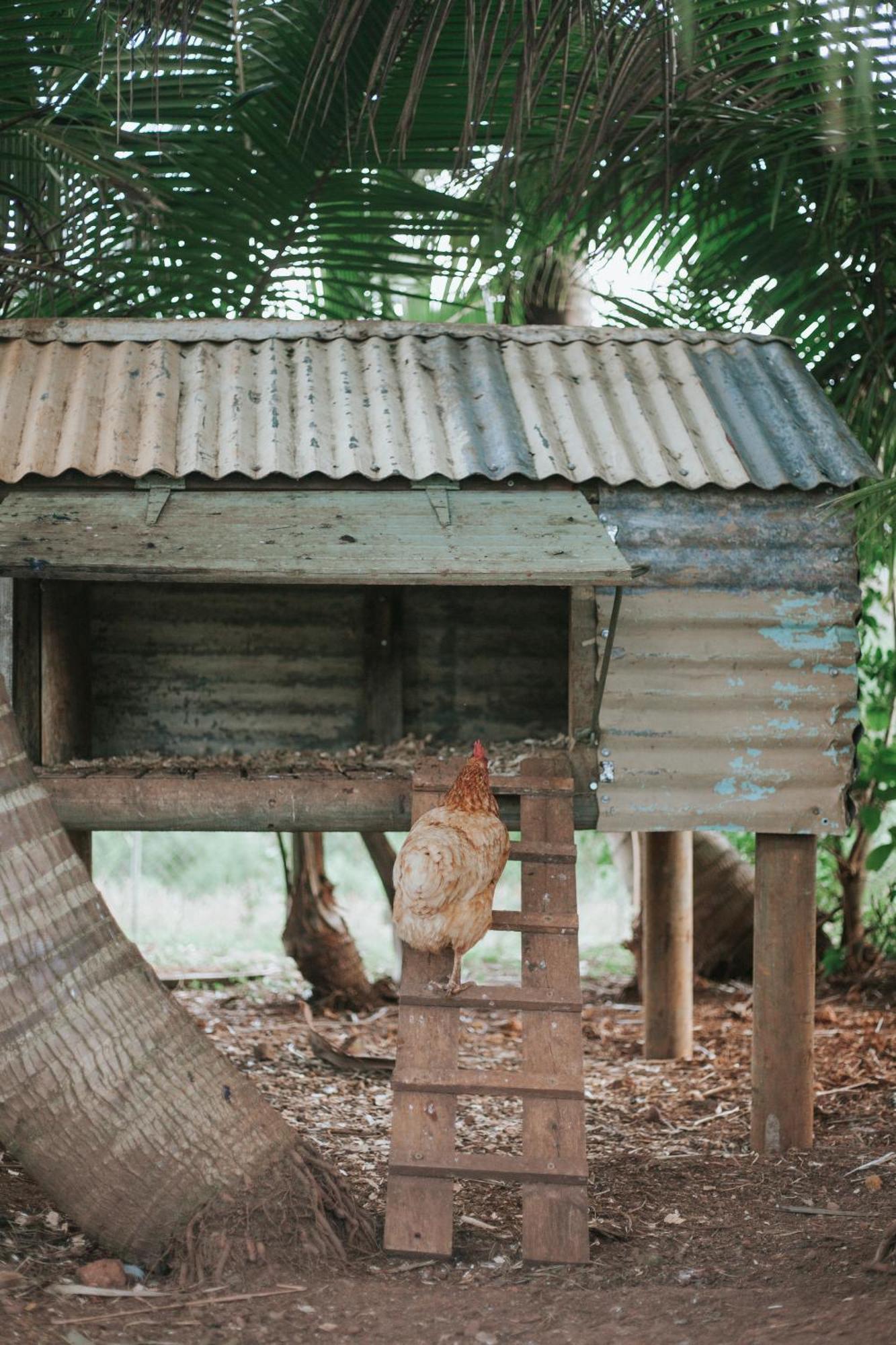 La Vieille Cheminee, Tropical Farm & Eco-Lodges Chamarel Dış mekan fotoğraf